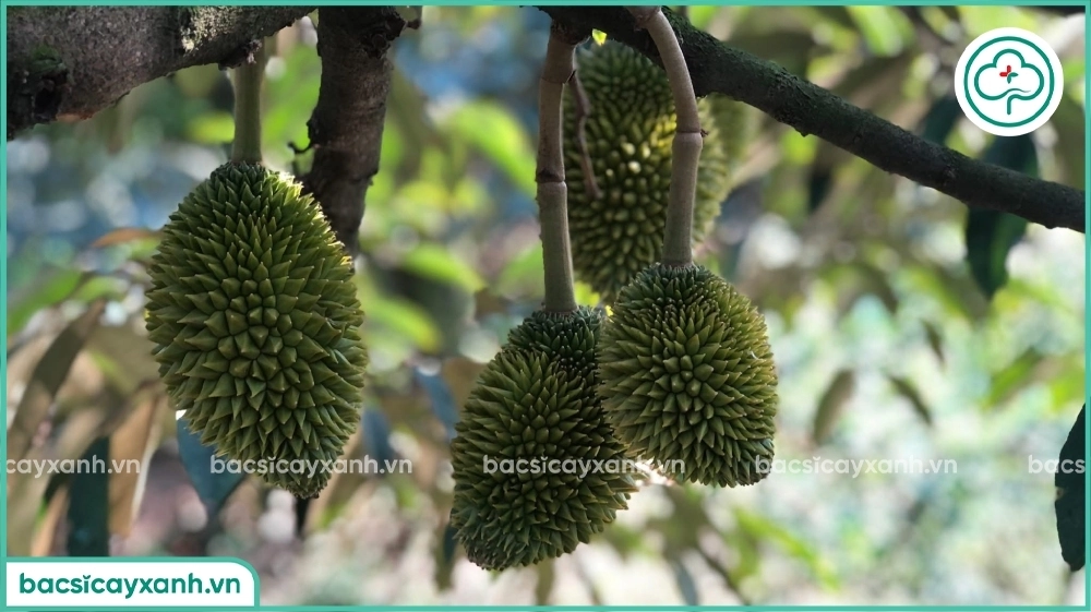 Sầu riêng bị méo trái giật hộc